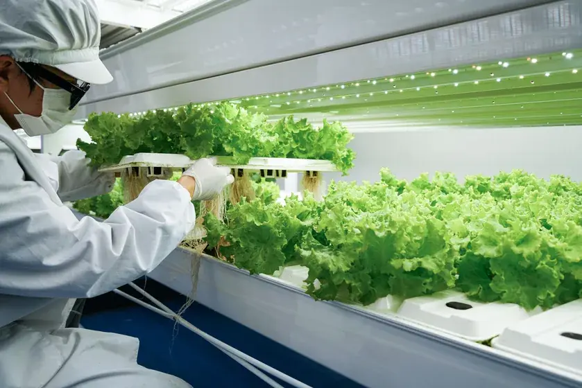 Leafy greens indoor farm